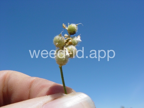 scurfpea, lemon